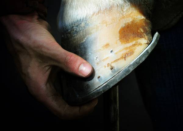 Your Horse's Hoofs