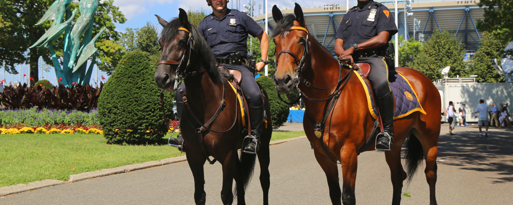 Accredited HorseShoeing by Al Agnew of Colorado